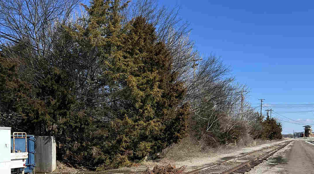 The Stages of Tree Growth: A Guide for Knoxville, TN Residents