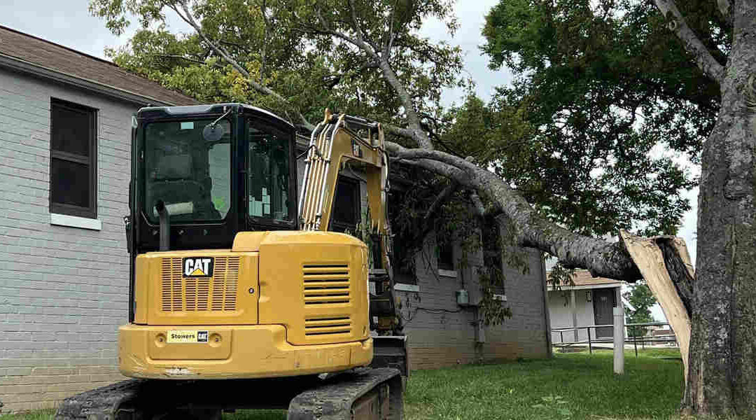 What Causes Stress Cracks in Trees and How To Prevent It?