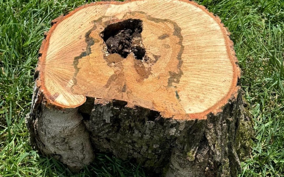 Swift Tree Removal Services for Knoxville, Tennessee Property Owner