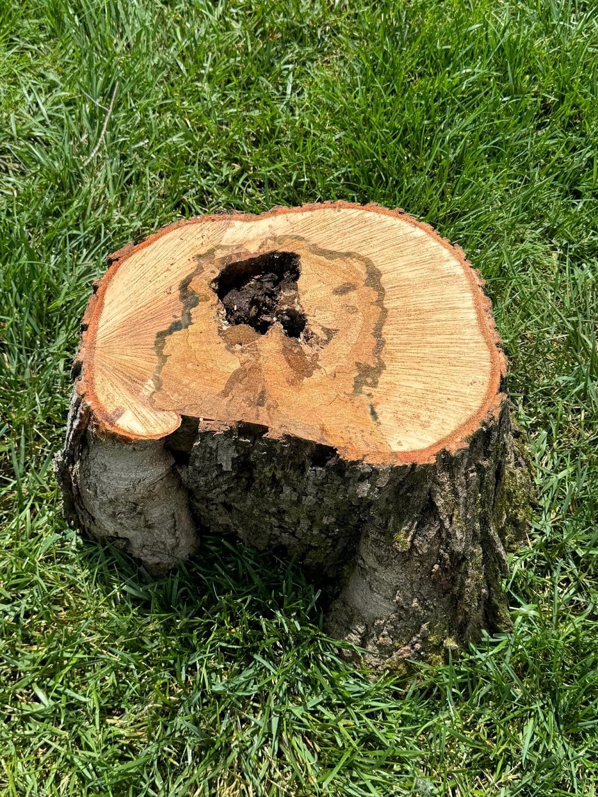 swift tree removal services for knoxville tennessee property owner