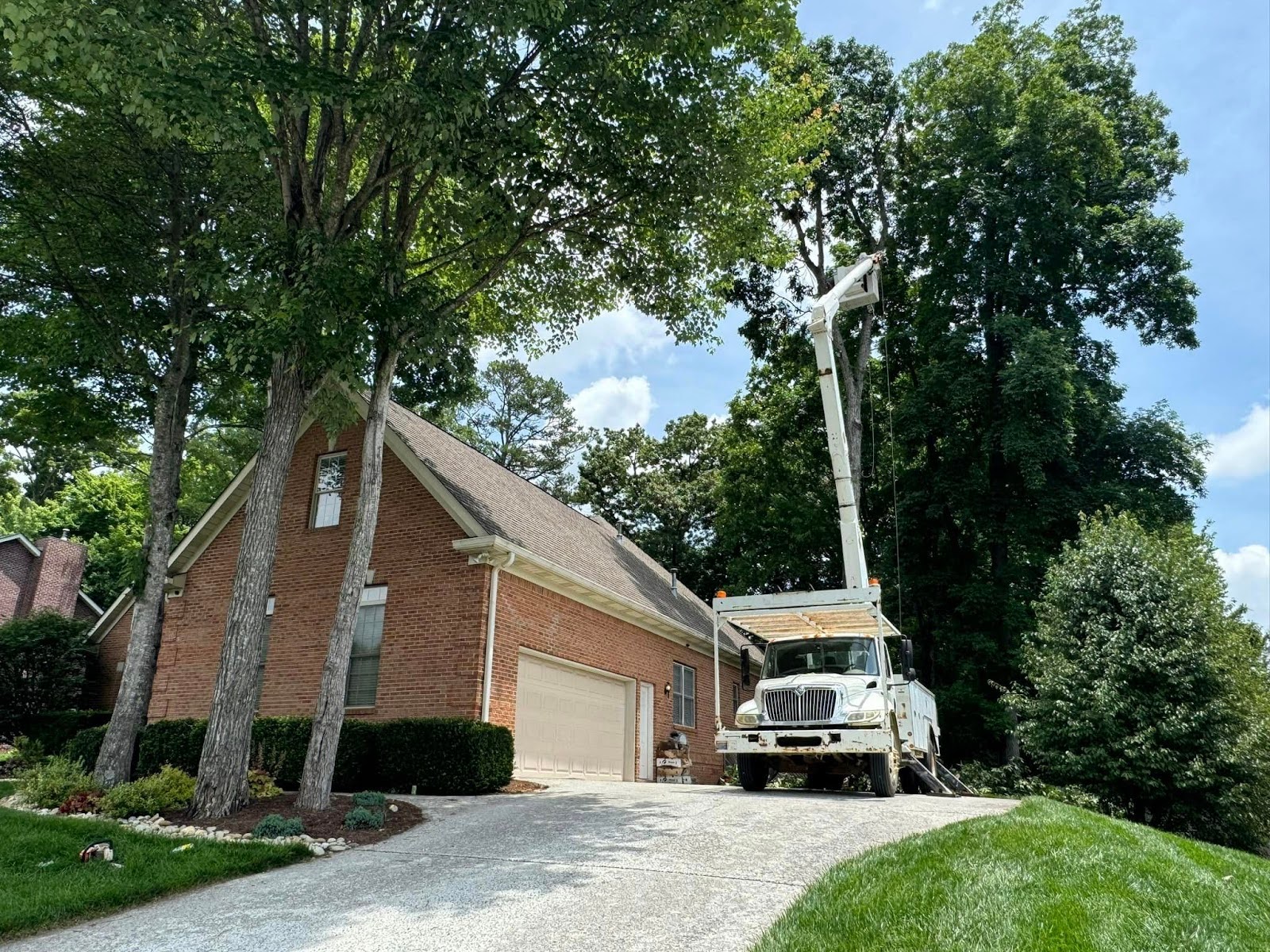 swift tree removal services for knoxville tennessee property owner