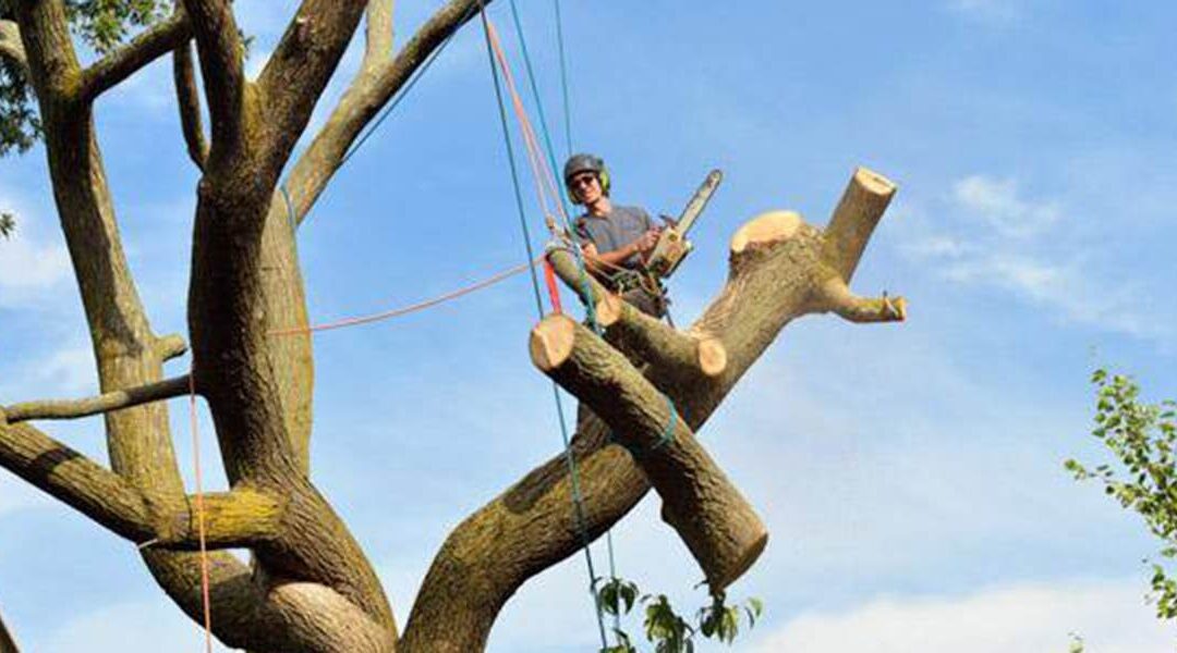 How Professionals Deal With a Thick Tree Branch in Knoxville, TN