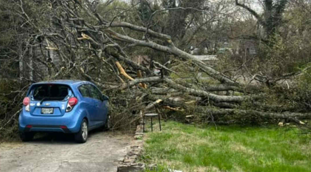 What To Do With a Tree Blocking Your Driveway in Knoxville, TN?