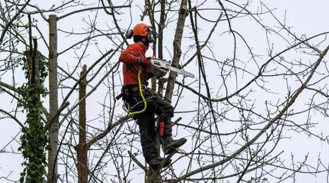 6 Tree Cutting Techniques Pros Use