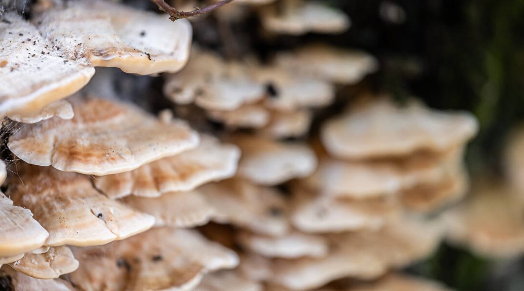 All About Tree Fungus: Causes and Solutions
