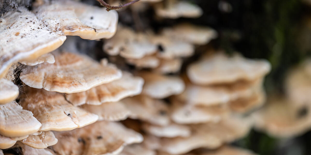 tree fungus
