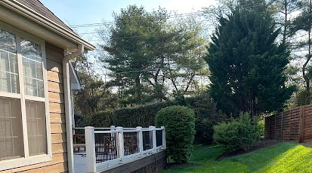 5 Essential Tree Health Care Tips for Homeowners