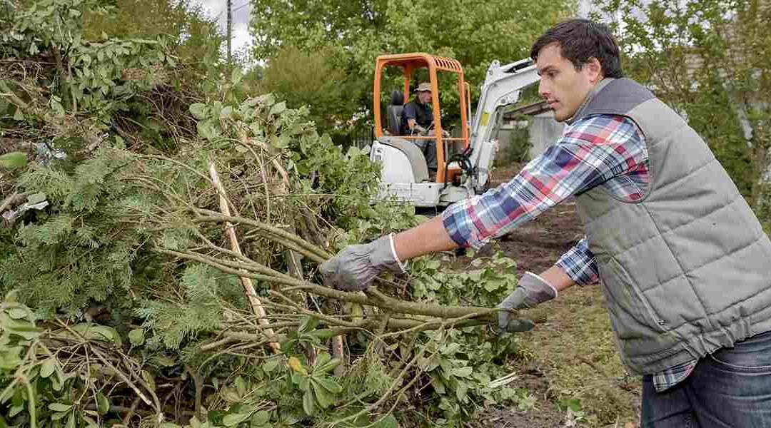 Tree Infestation Identification Guide for Homeowners