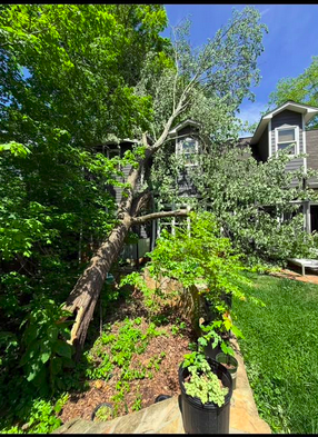 Large uprooted tree leaning against a two-story home in Knoxville, TN