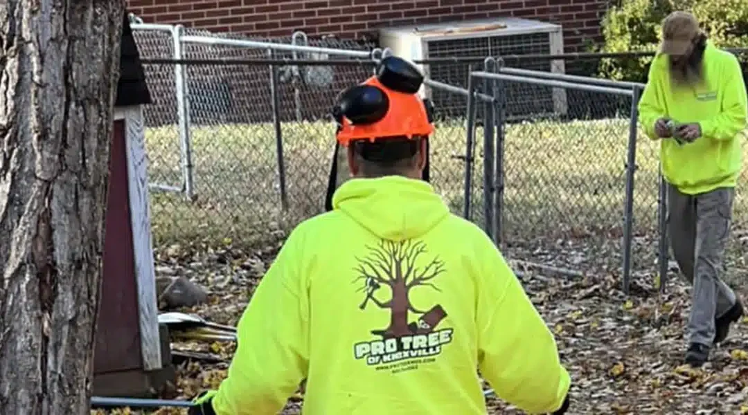 How To Protect Your Trees During Construction Projects in Jefferson City, TN