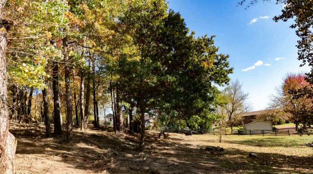 How To Treat and Prevent Root Rot in Trees