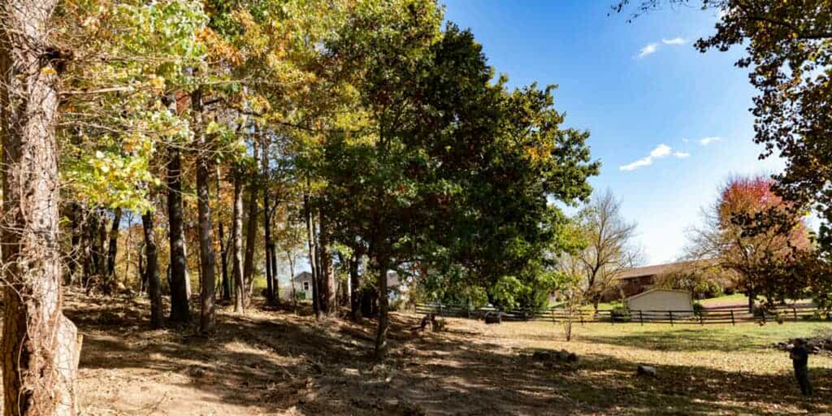 tree root rot treatment