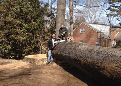 A tree service job in Jefferson City, TN