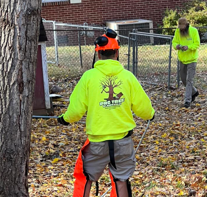 The team on a tree service job in Knoxville, TN