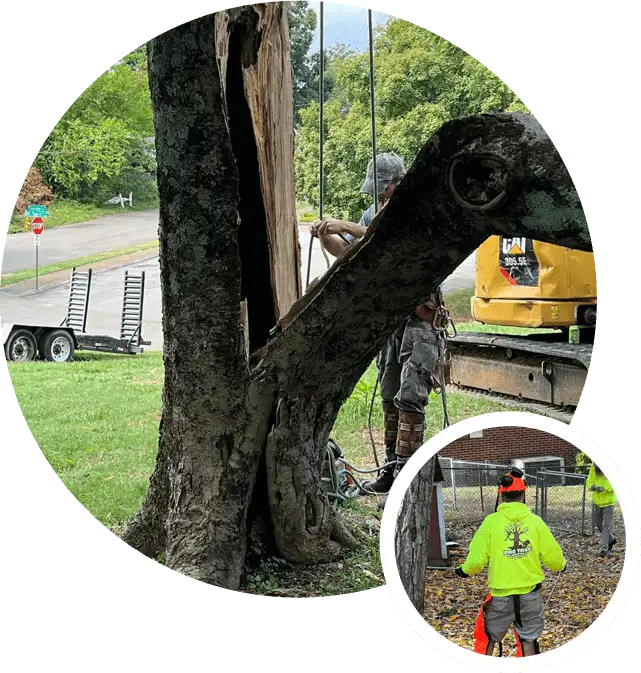 A gallery of tree service jobs in Knoxville, TN
