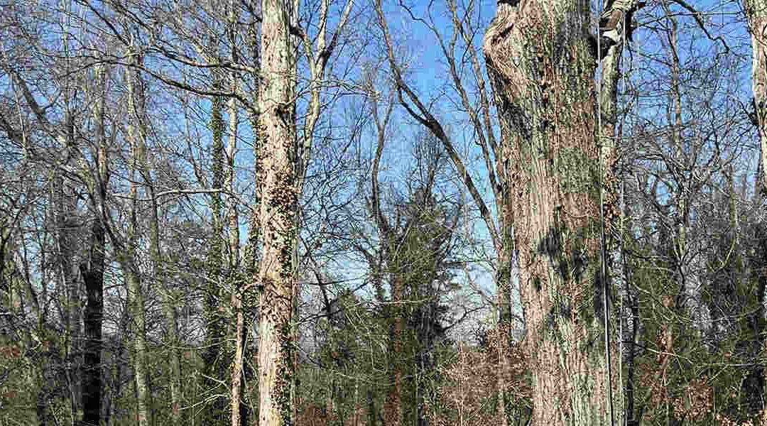 What Are the Signs of Ash Tree Disease?