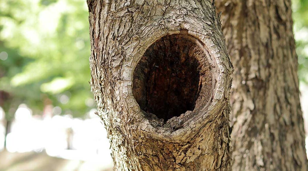 Four Reasons Behind Large Holes in Your Tree Trunks in Dandridge, TN