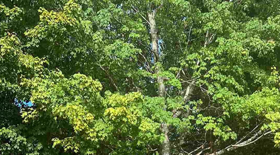 What Is a Tree Crown: A Brief Guide