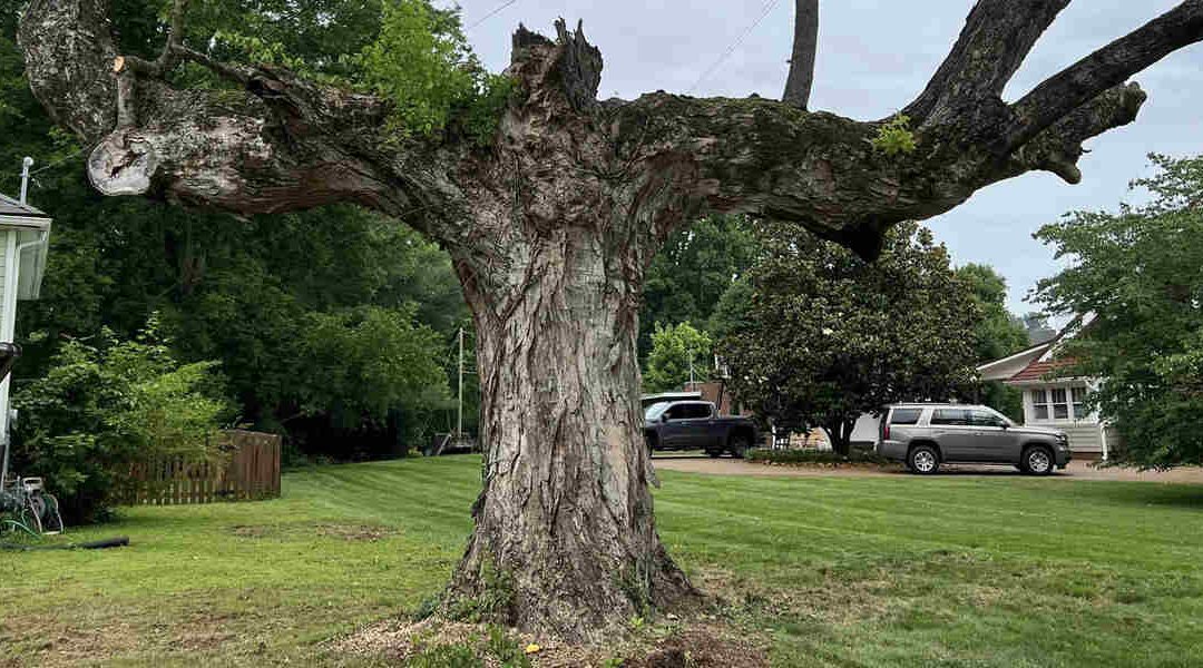 What Is Vertical Mulching and How Does It Benefit Trees in Clinton, TN?