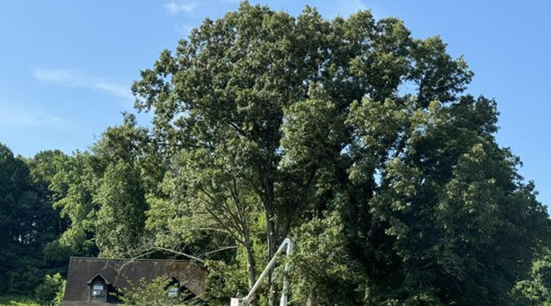 When Is the Best Time To Fertilize Fruit Trees?