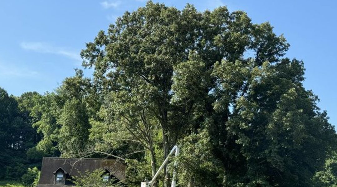 When Is the Best Time To Fertilize Fruit Trees?