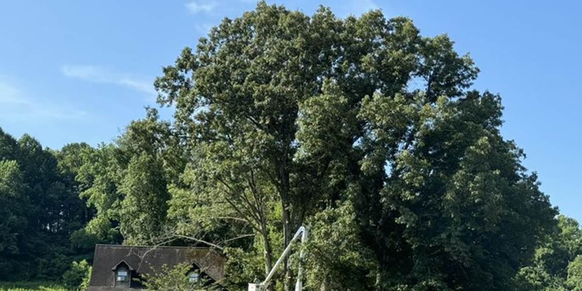 when to fertilize fruit trees
