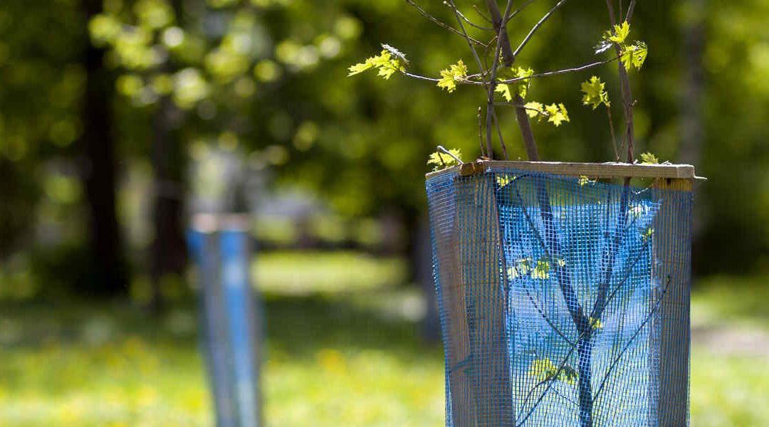 When To Remove Tree Stakes in Pigeon Forge, TN