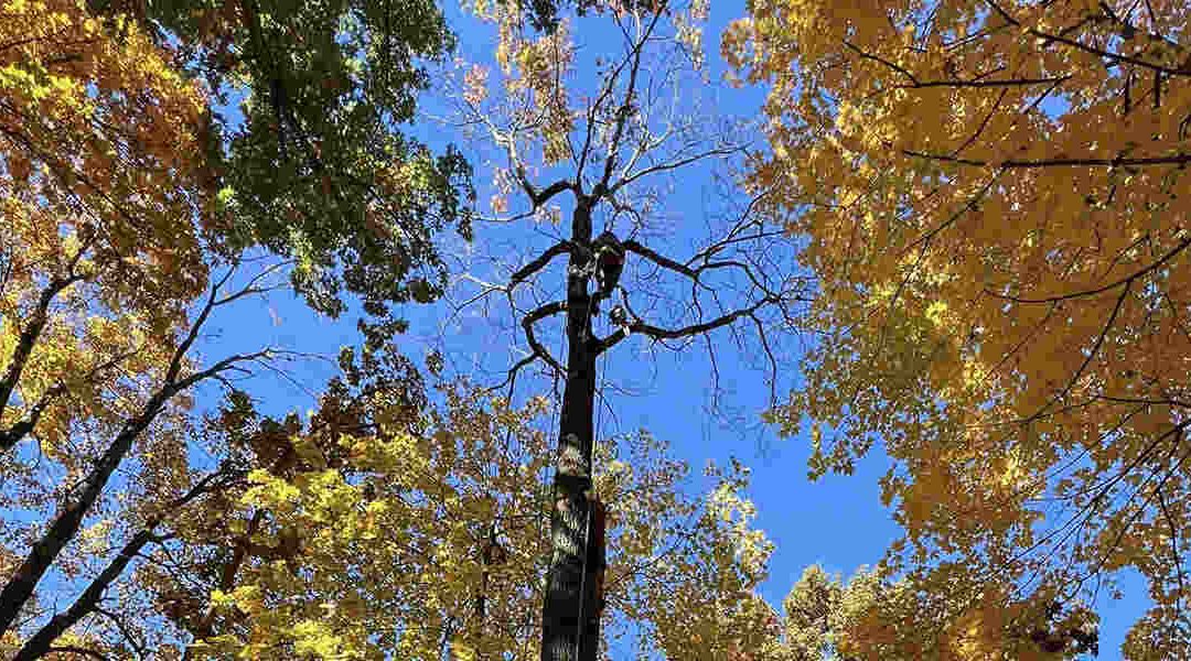 Why Are Branches Falling Off My Tree?