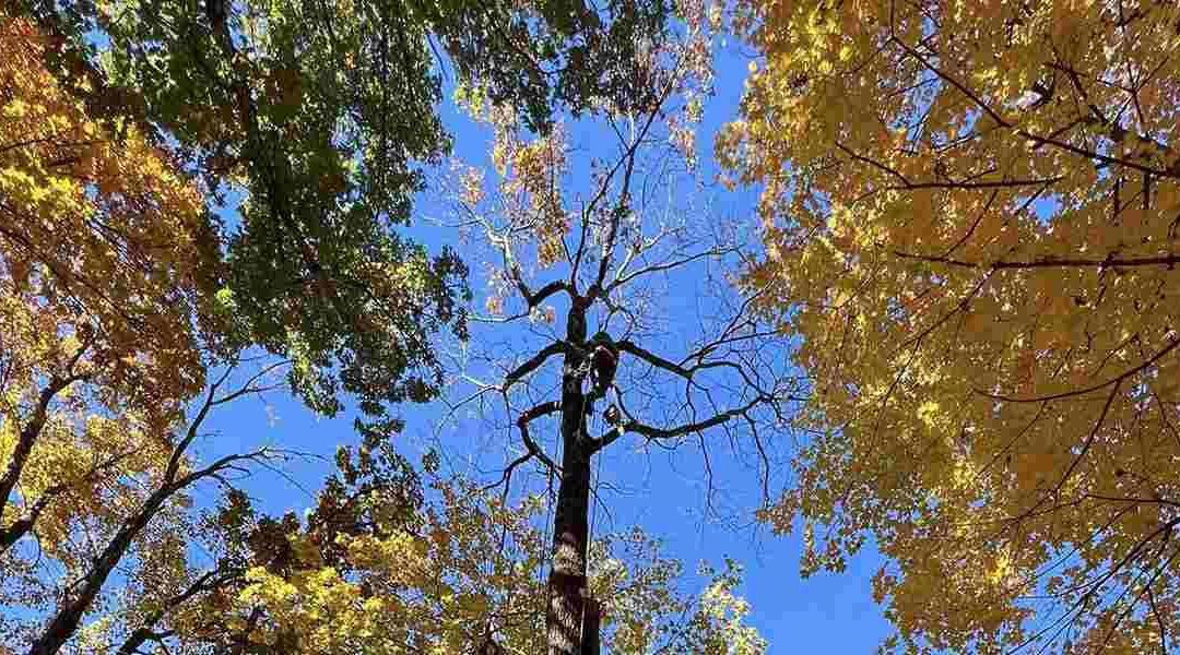 Will Broken Branches Kill a Tree?