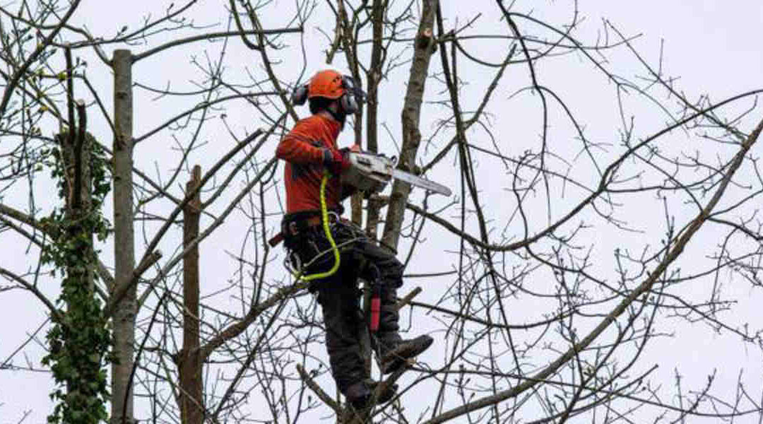 Will Pruning a Tree in Summer Kill It?