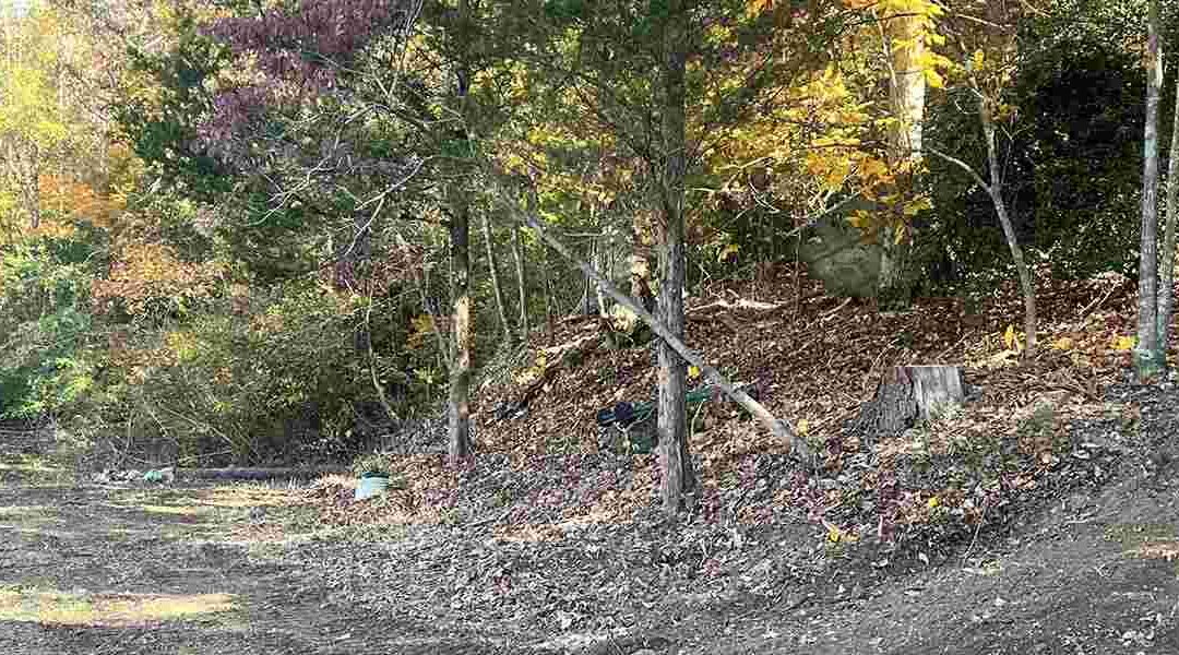 Will Tree Roots Grow Through Burlap in Knoxville, TN?