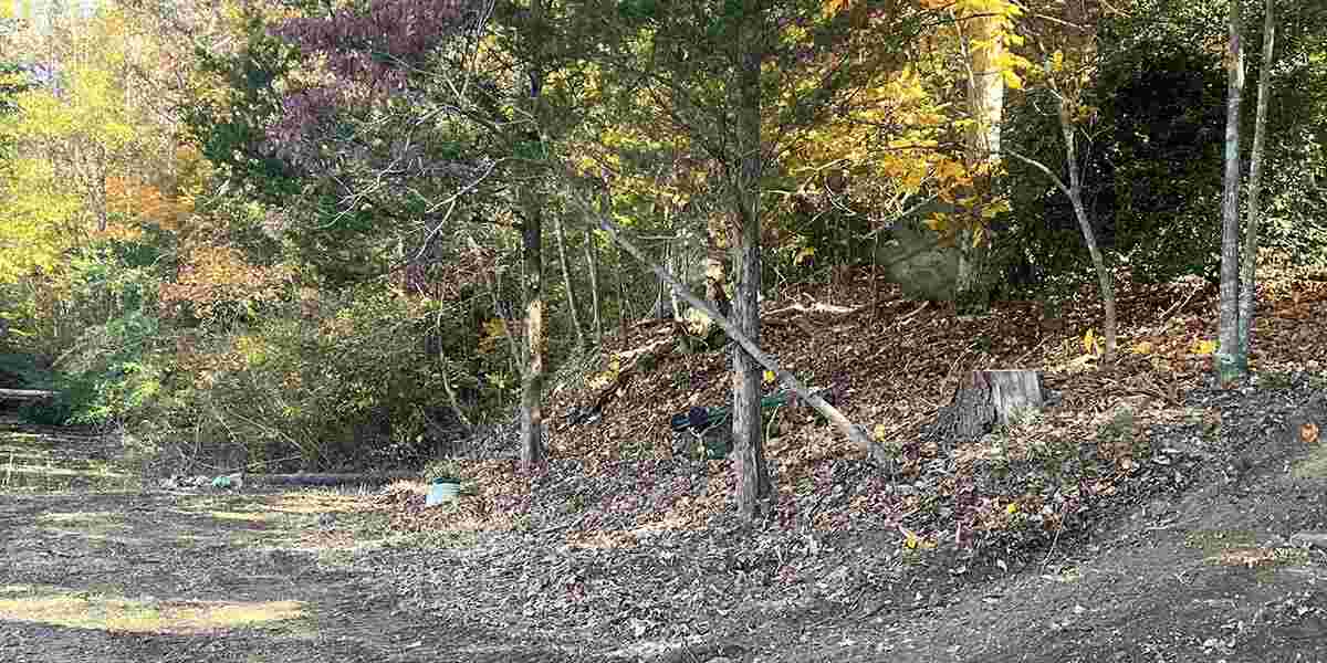 will tree roots grow through burlap